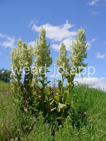 false-hellebore, California